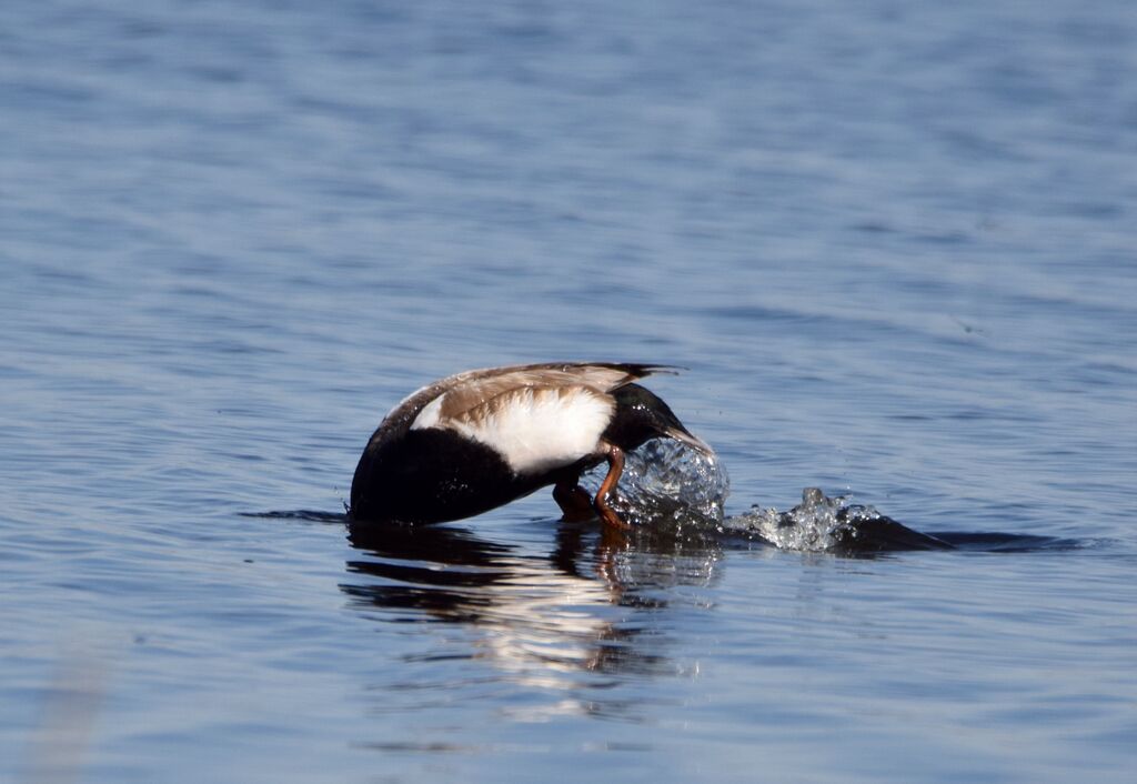 Red-crested Pochard male adult breeding, identification, swimming, fishing/hunting