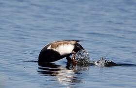 Red-crested Pochard