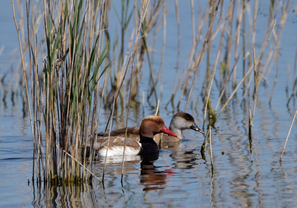 Red-crested Pochardadult breeding, pigmentation, swimming