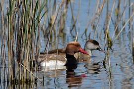 Red-crested Pochard