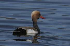 Red-crested Pochard