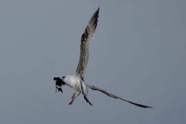 Leach's Storm Petrel