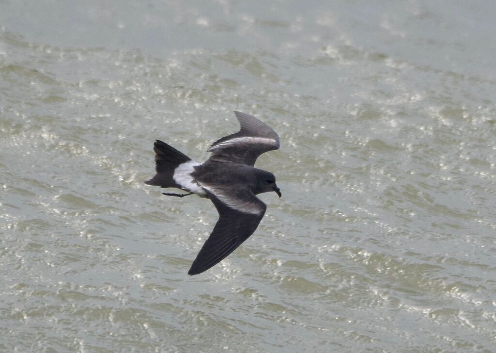 Leach's Storm Petrel, Flight