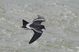 Leach's Storm Petrel