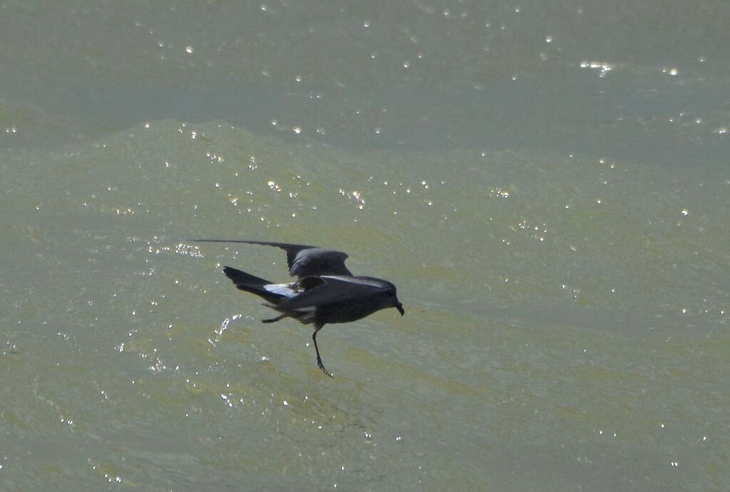 Leach's Storm Petrel, Flight, fishing/hunting