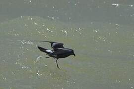 Leach's Storm Petrel