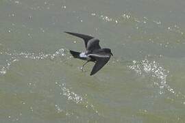 Leach's Storm Petrel