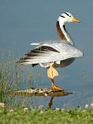 Bar-headed Goose