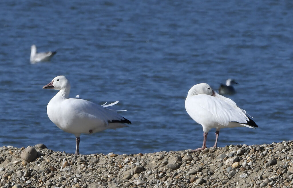 Snow Gooseadult post breeding