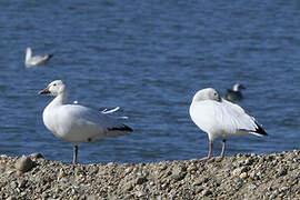 Snow Goose