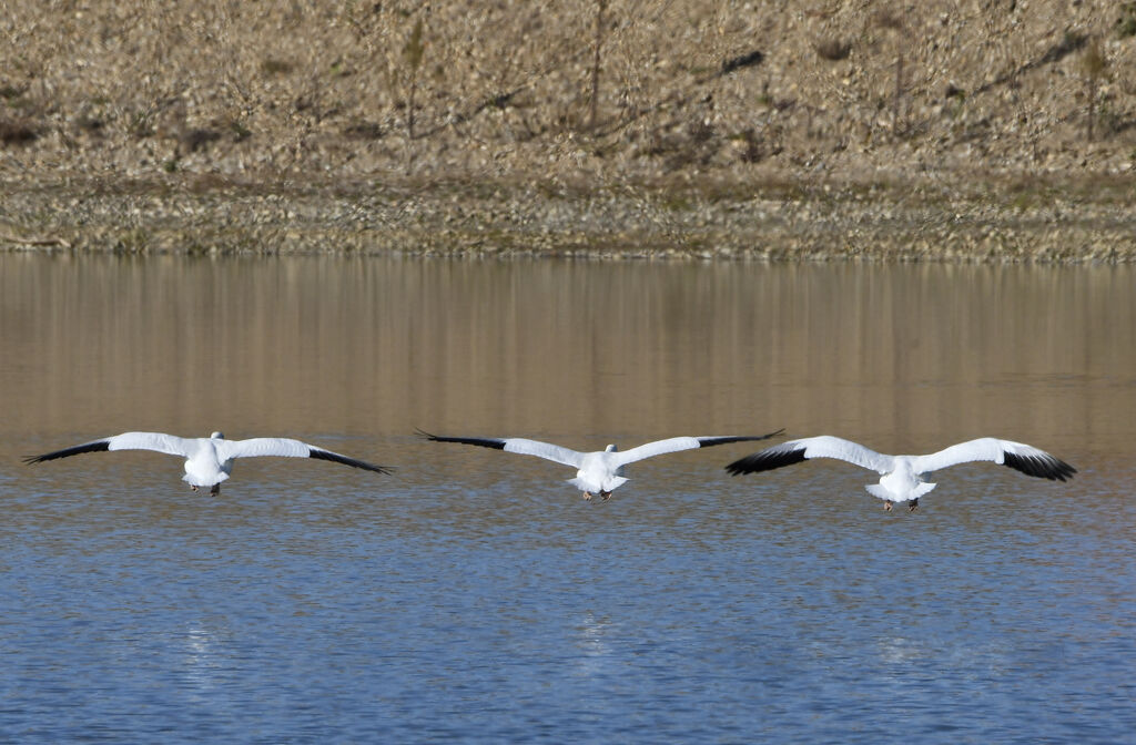 Snow Gooseadult post breeding, Flight