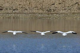 Snow Goose