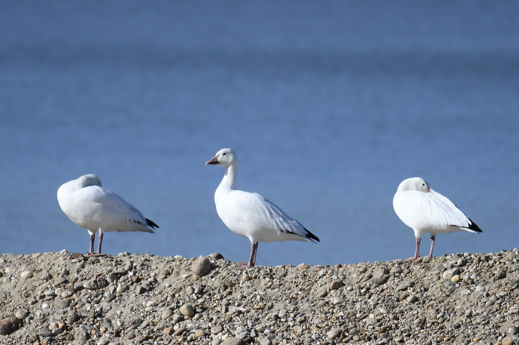 Snow Gooseadult post breeding