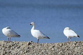 Snow Goose