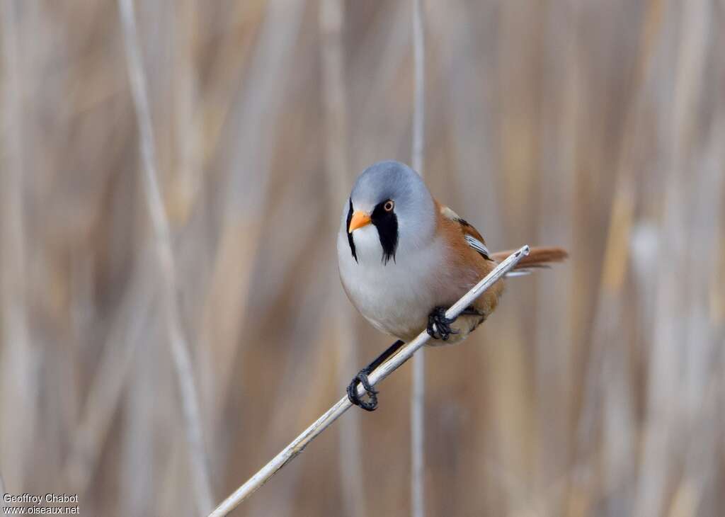 Bearded Reedling male adult breeding, close-up portrait