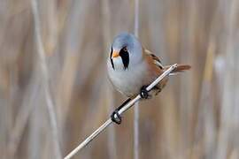 Bearded Reedling