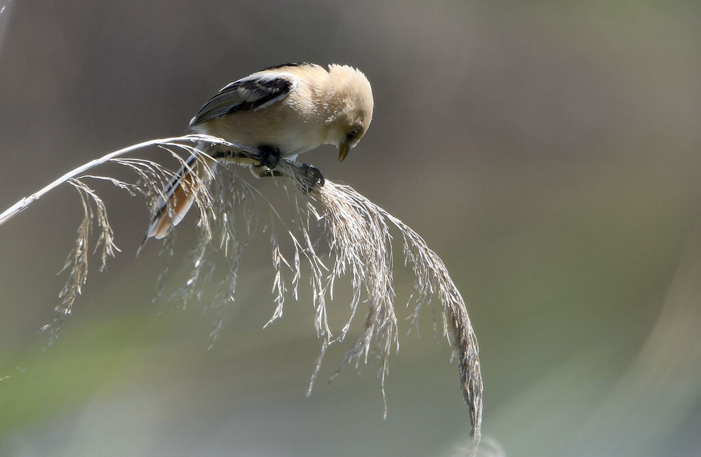 Bearded Reedlingjuvenile, identification, eats