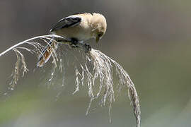 Bearded Reedling