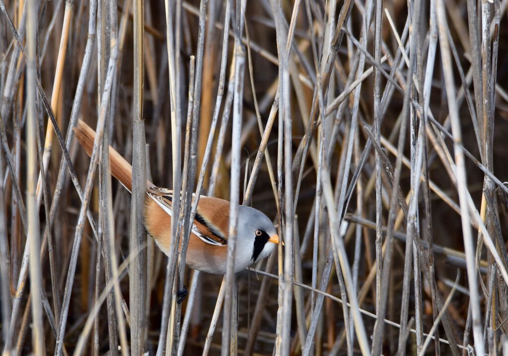 Bearded Reedling male adult breeding, identification