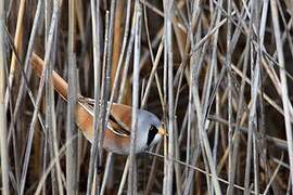 Bearded Reedling