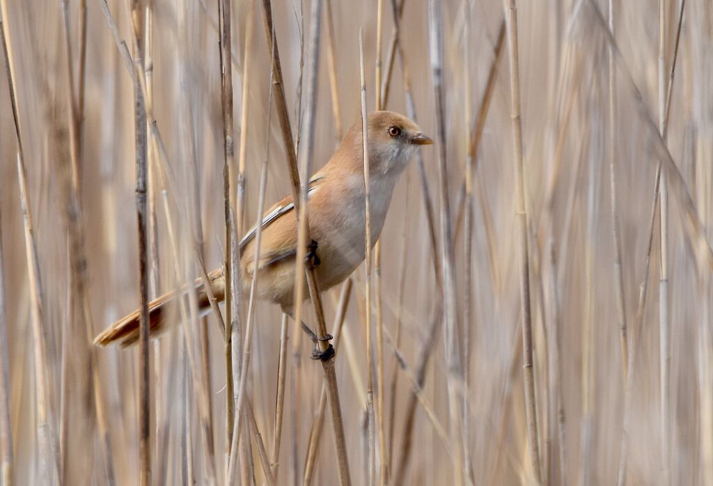 Bearded Reedling female adult breeding, identification