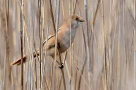 Bearded Reedling