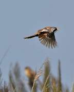 Bearded Reedling