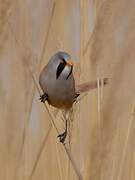 Bearded Reedling