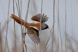 Bearded Reedling