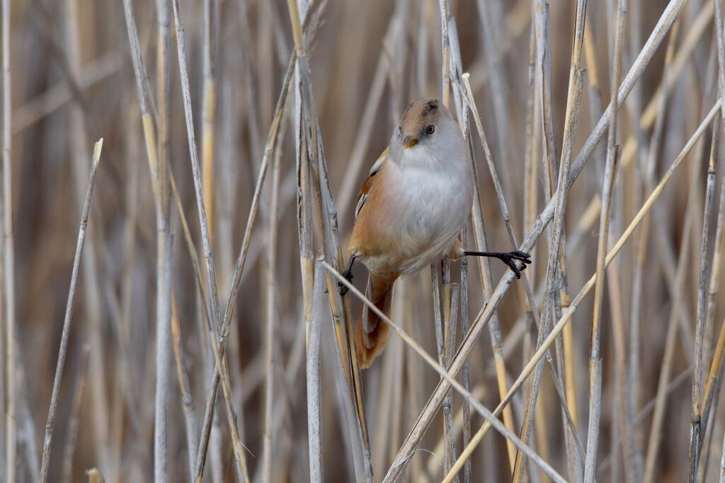 Bearded Reedling female adult breeding, identification