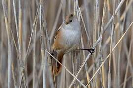 Bearded Reedling