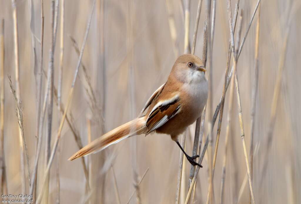 Bearded Reedling female adult breeding, identification