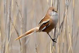 Bearded Reedling