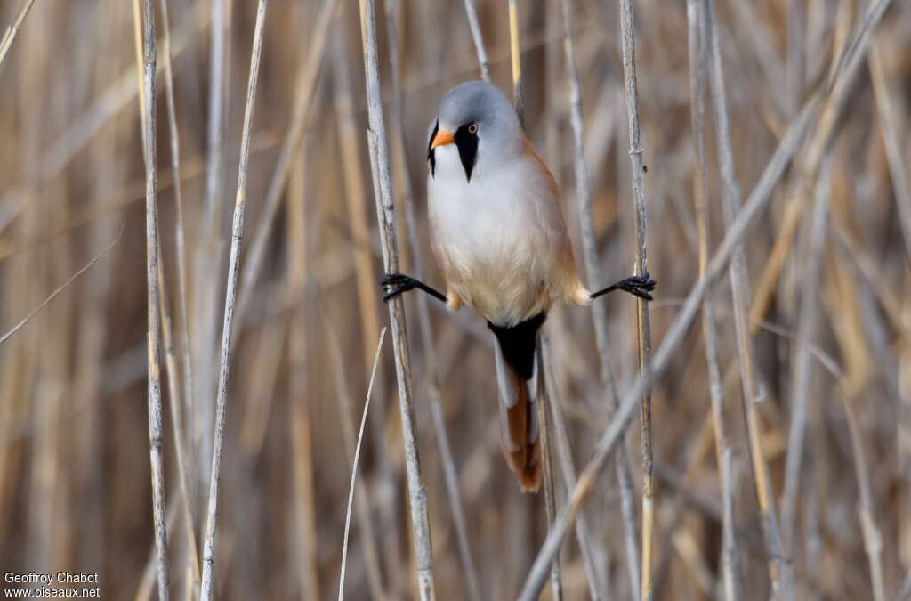 Bearded Reedling male adult breeding, Behaviour