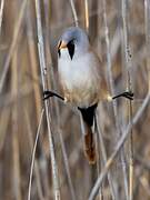 Bearded Reedling