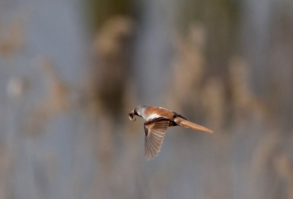 Bearded Reedling male adult breeding, Flight, Reproduction-nesting