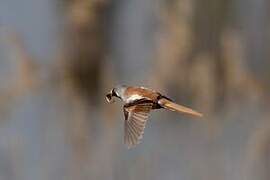 Bearded Reedling