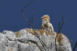 Egyptian Vulture