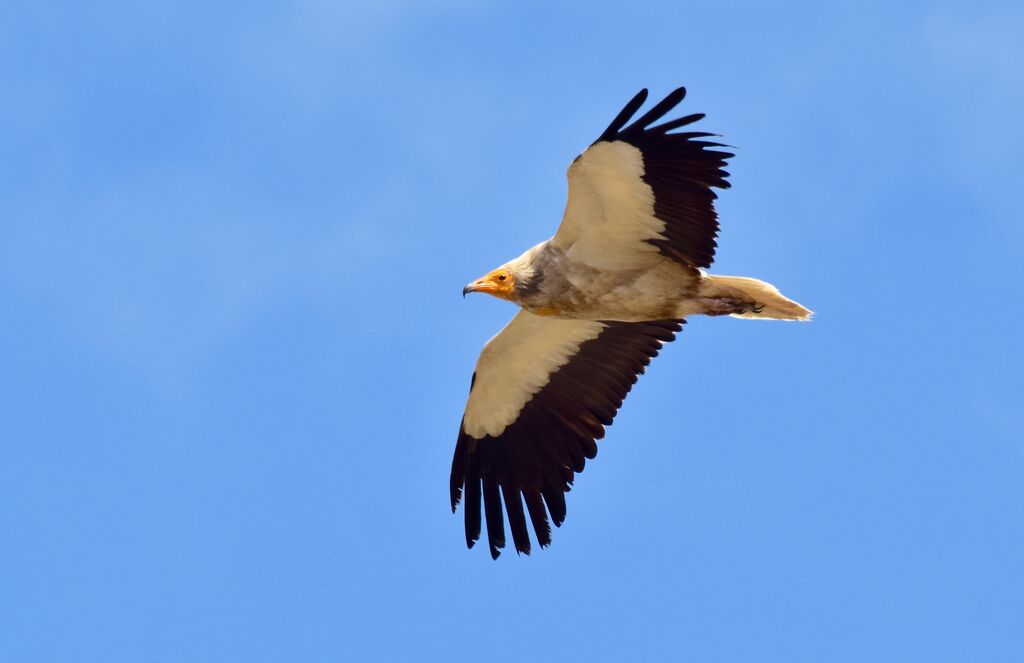 Egyptian Vulture, identification