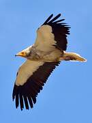 Egyptian Vulture