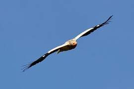 Egyptian Vulture