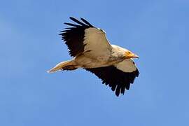 Egyptian Vulture