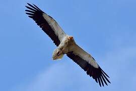 Egyptian Vulture