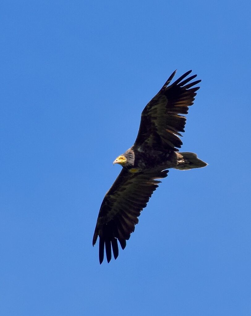 Egyptian Vulturejuvenile, identification, pigmentation, Flight