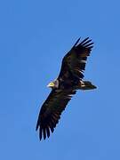 Egyptian Vulture