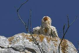 Egyptian Vulture