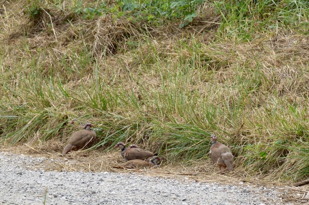 Red-legged Partridge