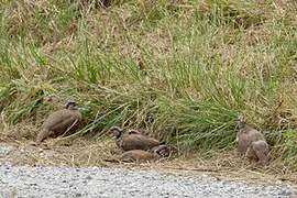 Red-legged Partridge