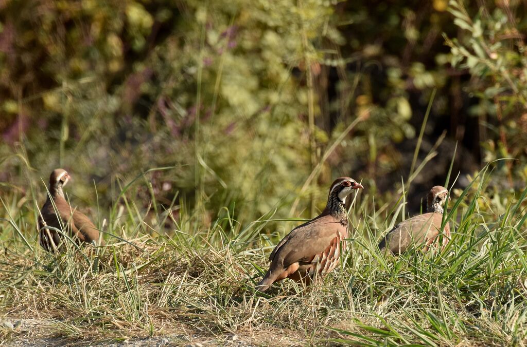 Red-legged Partridgeadult, identification