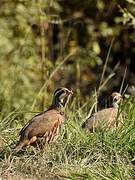 Red-legged Partridge